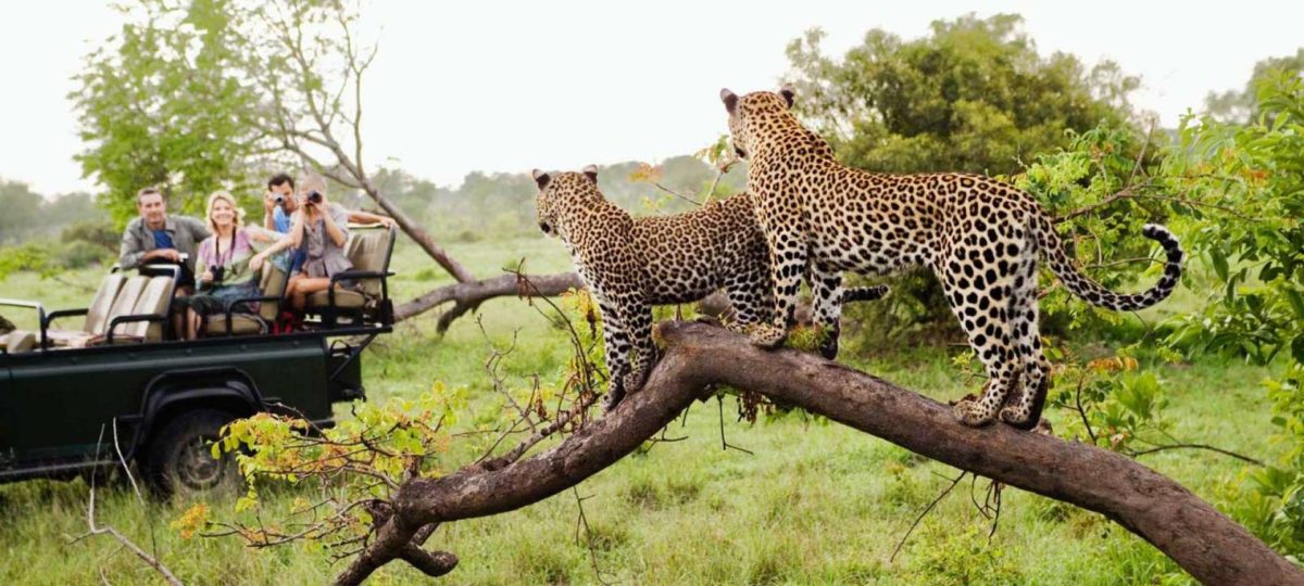 Private Game Reserves in the Greater Kruger National Park